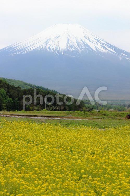 菜の花畑と富士山 富士山,菜の花,春の写真素材