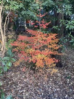 紅葉 紅葉の写真