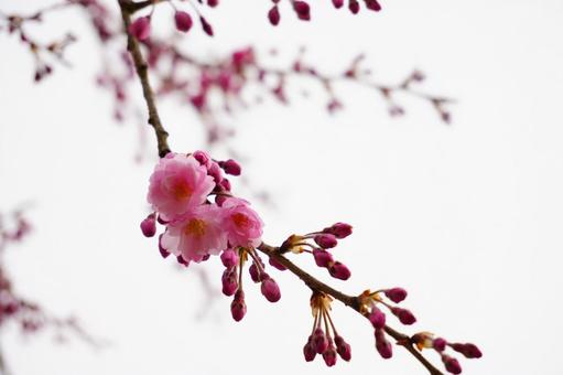 Cloudy sky and cherry blossoms, JPG