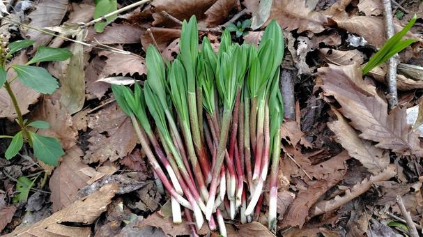 行者ニンニク アイヌネギ,行者ニンニク,野草の写真素材