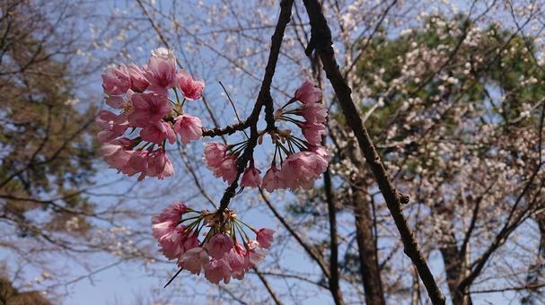 Photo, cherry blossoms, sakura, cherryblossoms, 