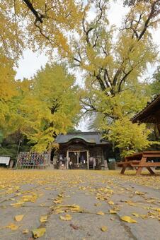 佐賀県みやき町「綾部八幡神社」の銀杏 綾部八幡神社,紅葉,銀杏の写真素材
