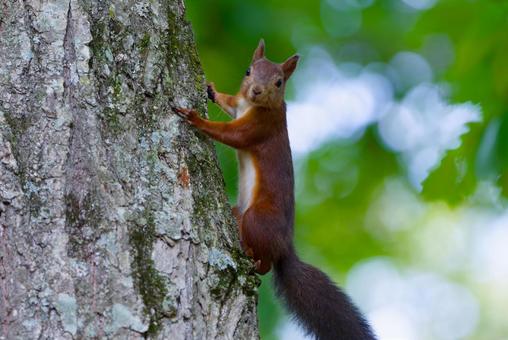 木の上のエゾリス エゾリス,リス,木の上のリスの写真素材