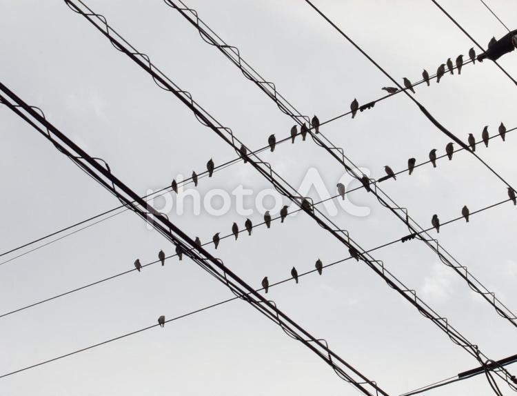 電線にたくさん止まったムクドリ 鳥,ムクドリ,電線の写真素材