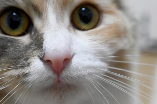 Cat 6, JPG Cat 6, JPG