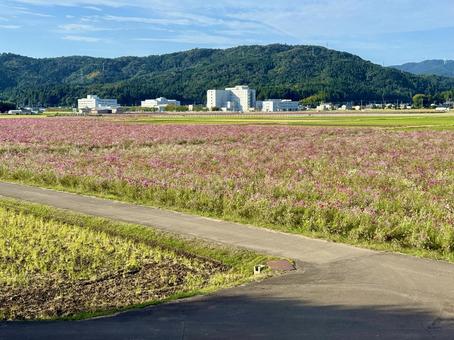 福井県 曇り空と宮ノ下コスモス公苑 福井県 曇り空と宮ノ下コスモス公苑 コスモス,福井県,宮ノ下コスモス公苑の写真素材