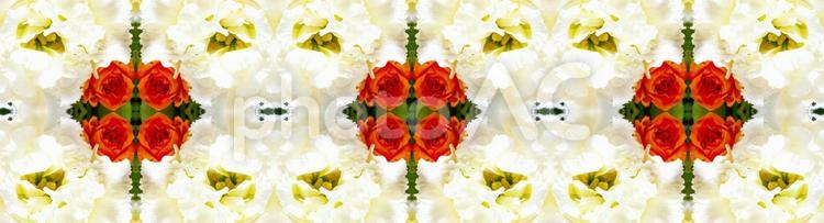 主に白とオレンジ色の花柄イメージ素材 花,白,トルコ桔梗の写真素材
