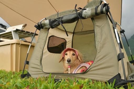 愛犬と車でキャンプ 愛犬と車でキャンプ 風景,キャンプ,カーサイドの写真素材
