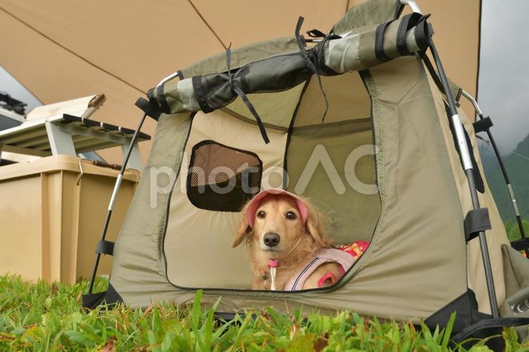愛犬と車でキャンプ 風景,キャンプ,カーサイドの写真素材
