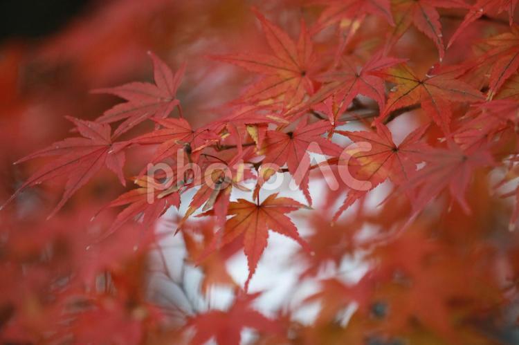 紅葉 秋色,秋イメージ,木の写真素材