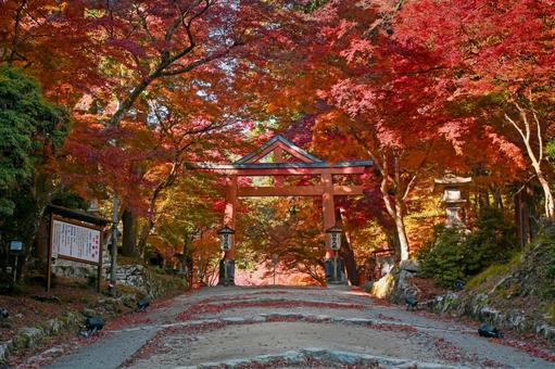 滋賀・大津市 日吉大社 山王鳥居・参道 日吉大社,山王鳥居,鳥居の写真素材