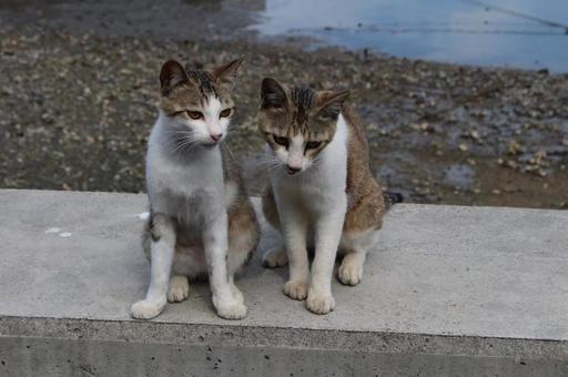 猫のきょうだい 猫のきょうだいの写真