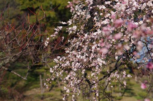 梅林公園 梅林公園の写真