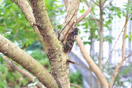 木の枝で鳴く「住宅街のアブラゼミその1」 木の枝で鳴く「住宅街のアブラゼミその1」の写真
