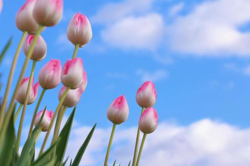 青空とアイスチューリップ アイスチューリップ,チューリップ,花の写真素材