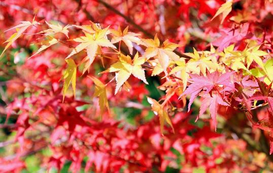 鮮やかなもみじの紅葉 鮮やかなもみじの紅葉の写真