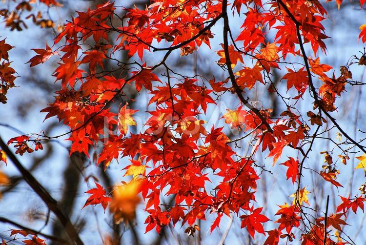 枝から伸びるもみじ もみじ,紅葉,枝の写真素材