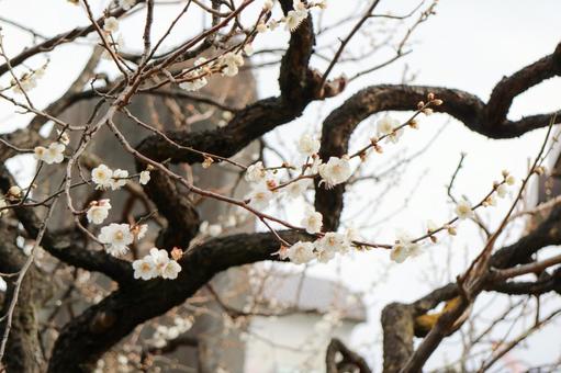 古木に寄り添う白梅 白梅,梅,花の写真素材