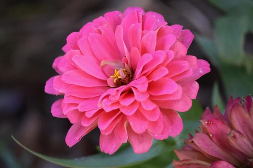 ピンクの花びらのジニアの花のアップの風景 ピンク,花びら,ジニアの写真素材