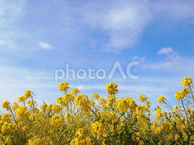満開の菜の花と青空 菜の花,青空,空の写真素材