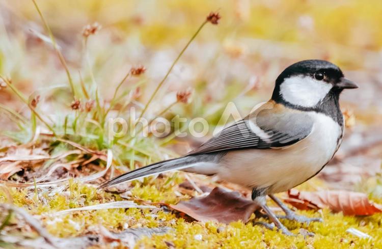 背筋が伸びているシジュウカラさん シジュウカラ,野鳥,野鳥観察の写真素材