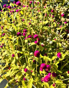 千日紅 センニチコウ,花,赤い花の写真素材