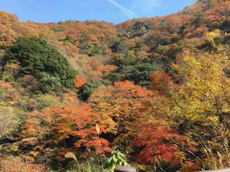 紅葉 紅葉の写真