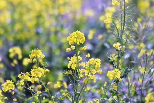 春の光に輝く菜の花畑 花,菜の花,植物の写真素材