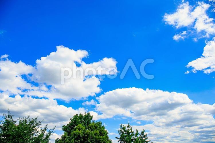 白い雲と青空と木々 空,青空,雲の写真素材