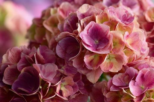 ピンクの紫陽花 ピンクの紫陽花の写真