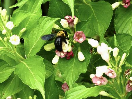 花につかまるハチ 花につかまるハチ 昆虫,ハチ,川辺の写真素材