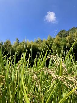 風景_163 自然,風景,青空の写真素材