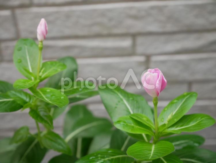 ニチニチソウの蕾 花,ニチニチソウ,蕾の写真素材