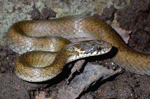 臆病なヒバカリ ヒバカリ,ヘビ,蛇の写真素材