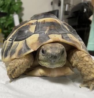 ヘルマンリクガメ ヘルマンリクガメ ヘルマンリクガメ,1歳,リクガメの写真素材
