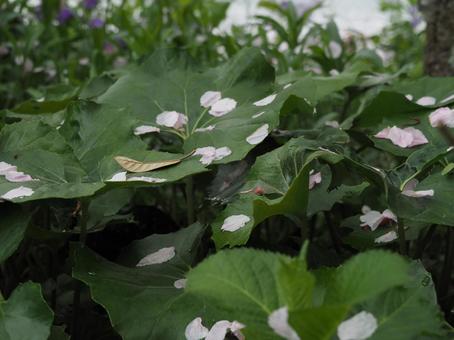 桜の花びら 桜,桜の花,春の写真素材