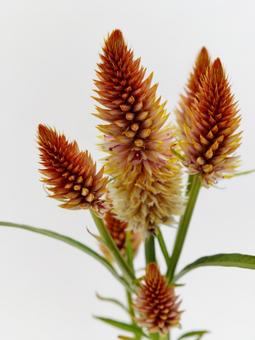 オレンジ色のケイトウの花の写真