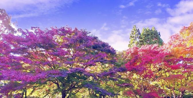 鮮やかでカラフルなもみじの紅葉 鮮やかでカラフルなもみじの紅葉の写真