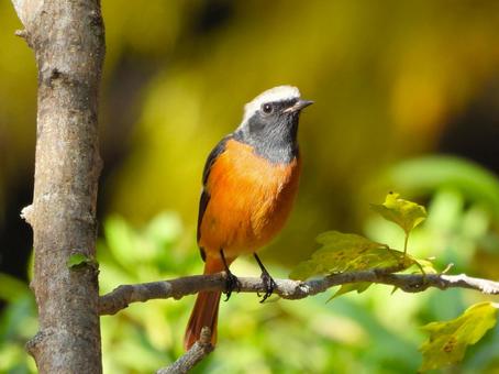 近くの枝にとまったジョウビタキの写真