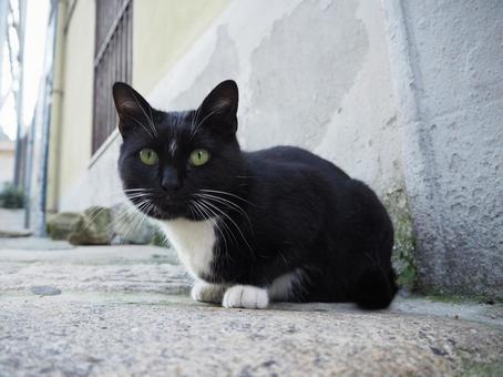 ポルトの猫 ポルトの猫の写真