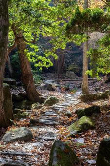 紅葉 紅葉,秋,風景の写真素材