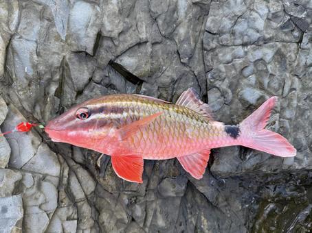 ホウライヒメジ ホウライヒメジ,オジサン,釣りの写真素材
