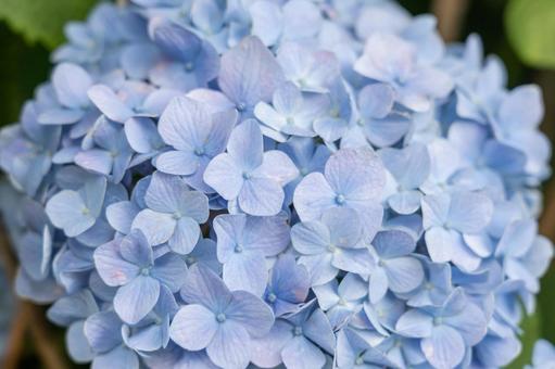 Hydrangea 6, JPG Hydrangea 6, JPG