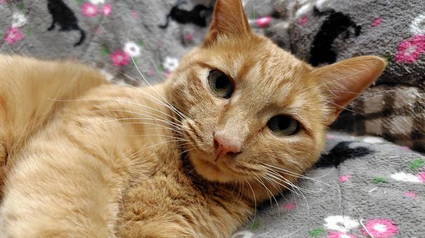 カメラ目線の茶トラちゃん 猫,茶トラ,catの写真素材