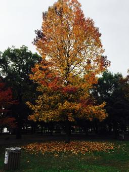 紅葉 紅葉の写真