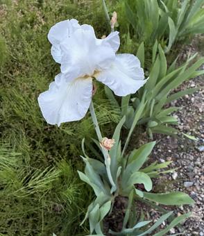 Photo, white, green, leaf, 