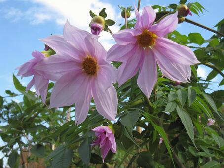 コウテイダリア・皇帝ダリアの咲く風景 コウテイダリア,壁紙,自然の写真素材