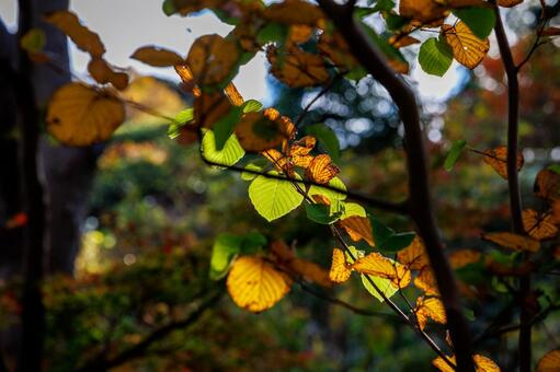 紅葉 銀杏,いちょう,黄色の写真素材
