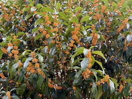 キンモクセイ キンモクセイ,秋,金木犀の写真素材