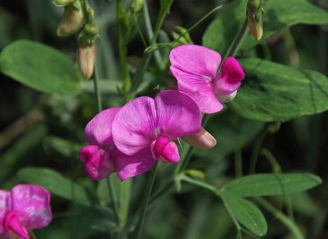 ヒロハノレンリソウ ヒロハノレンリソウの写真